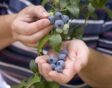 blauwe bessen oogsten