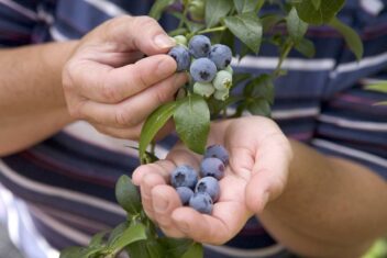blauwe bessen oogsten