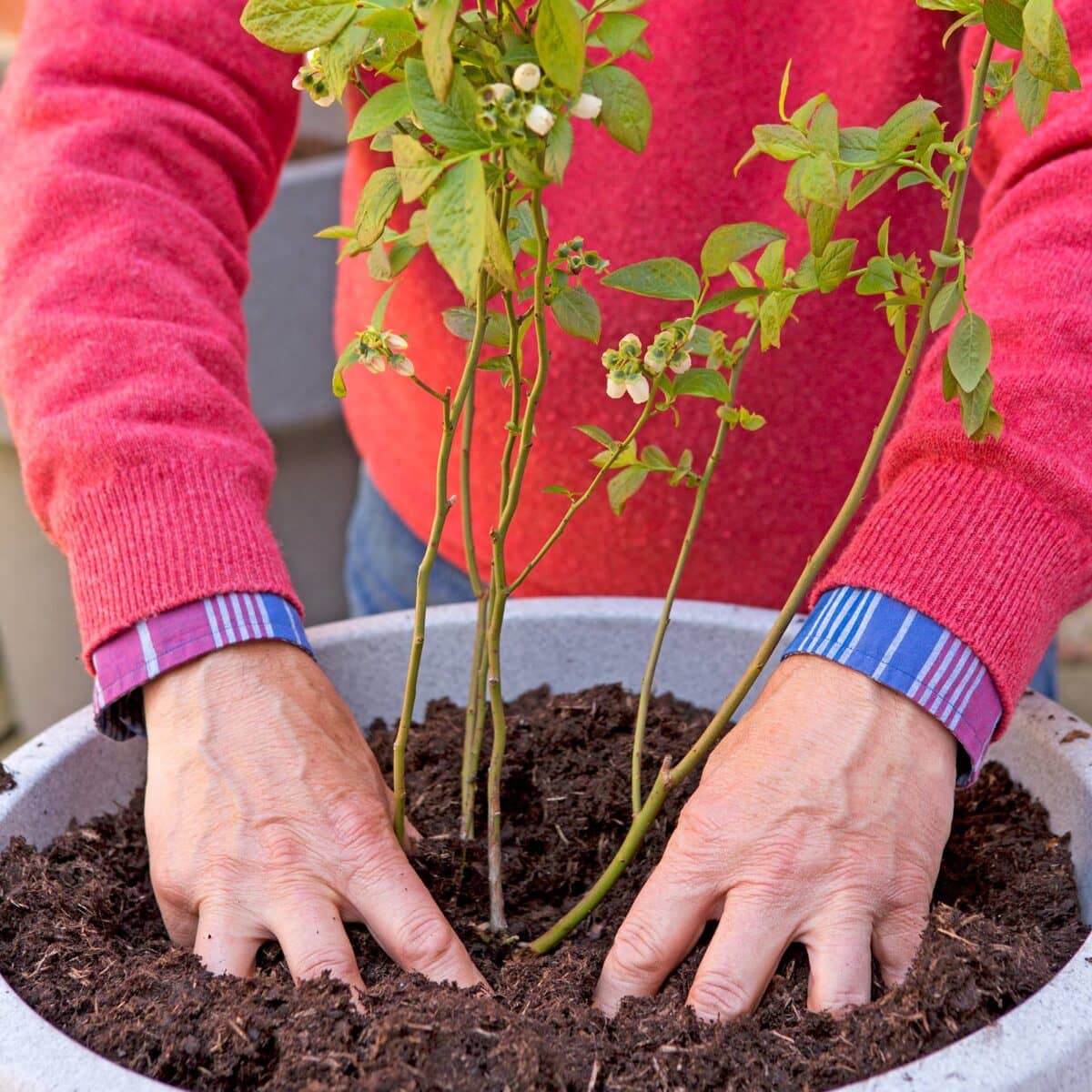 blauwe bes planten in pot