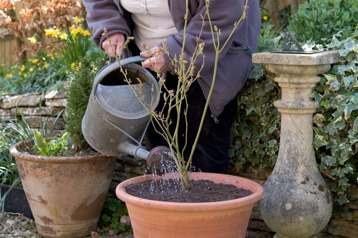 geef blauwe bessen regenwater