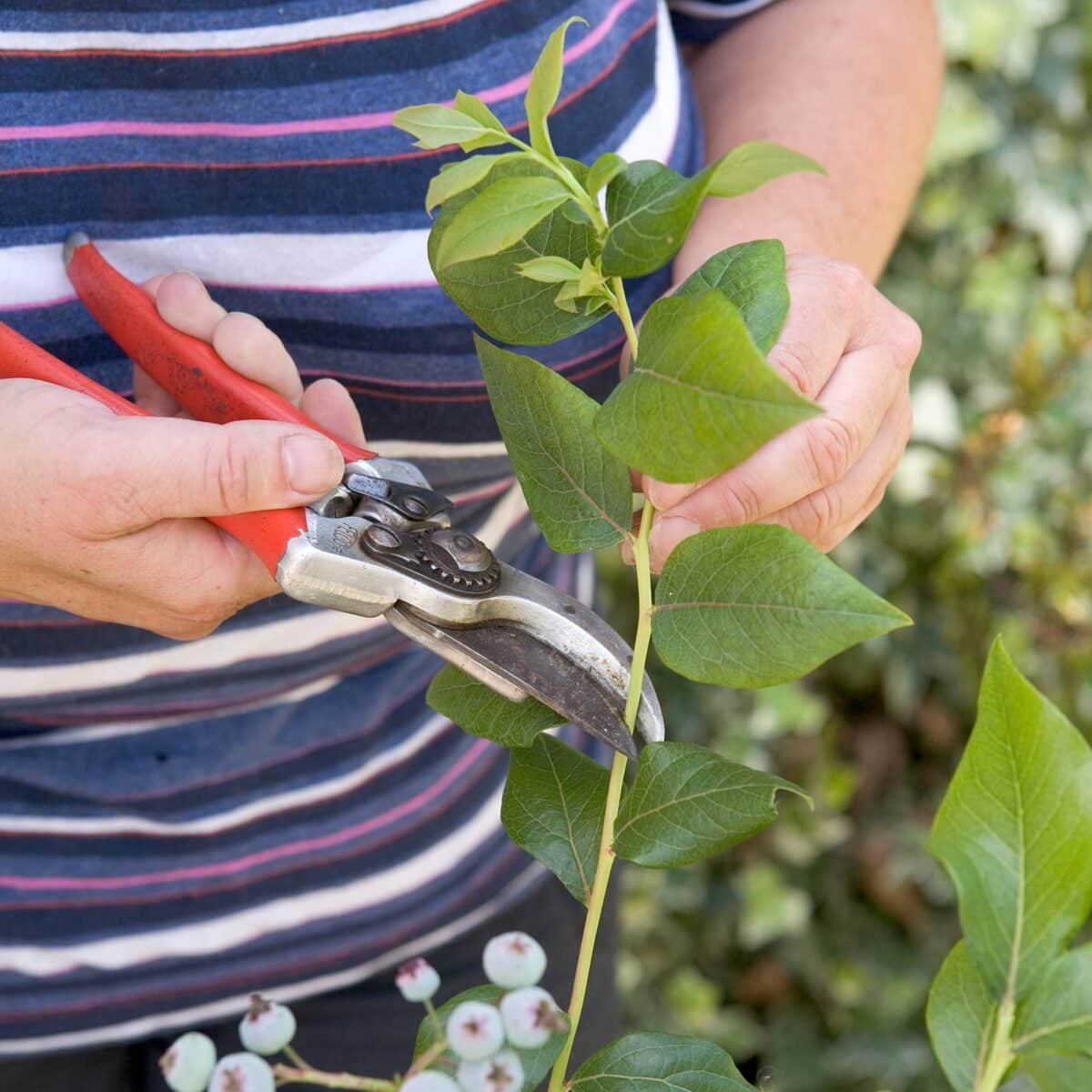 blauwe bessen snoeien