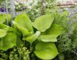 Hosta als eetbare plant in de siertuin