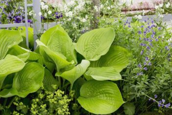 Hosta als eetbare plant in de siertuin