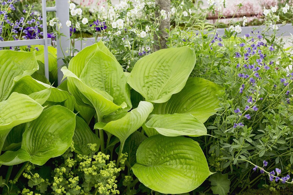 Hosta als eetbare plant in de siertuin