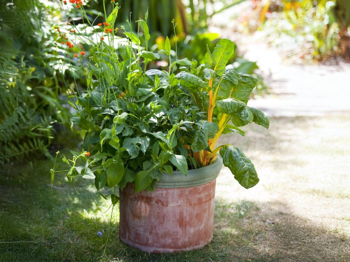 snijbiet in de siertuin