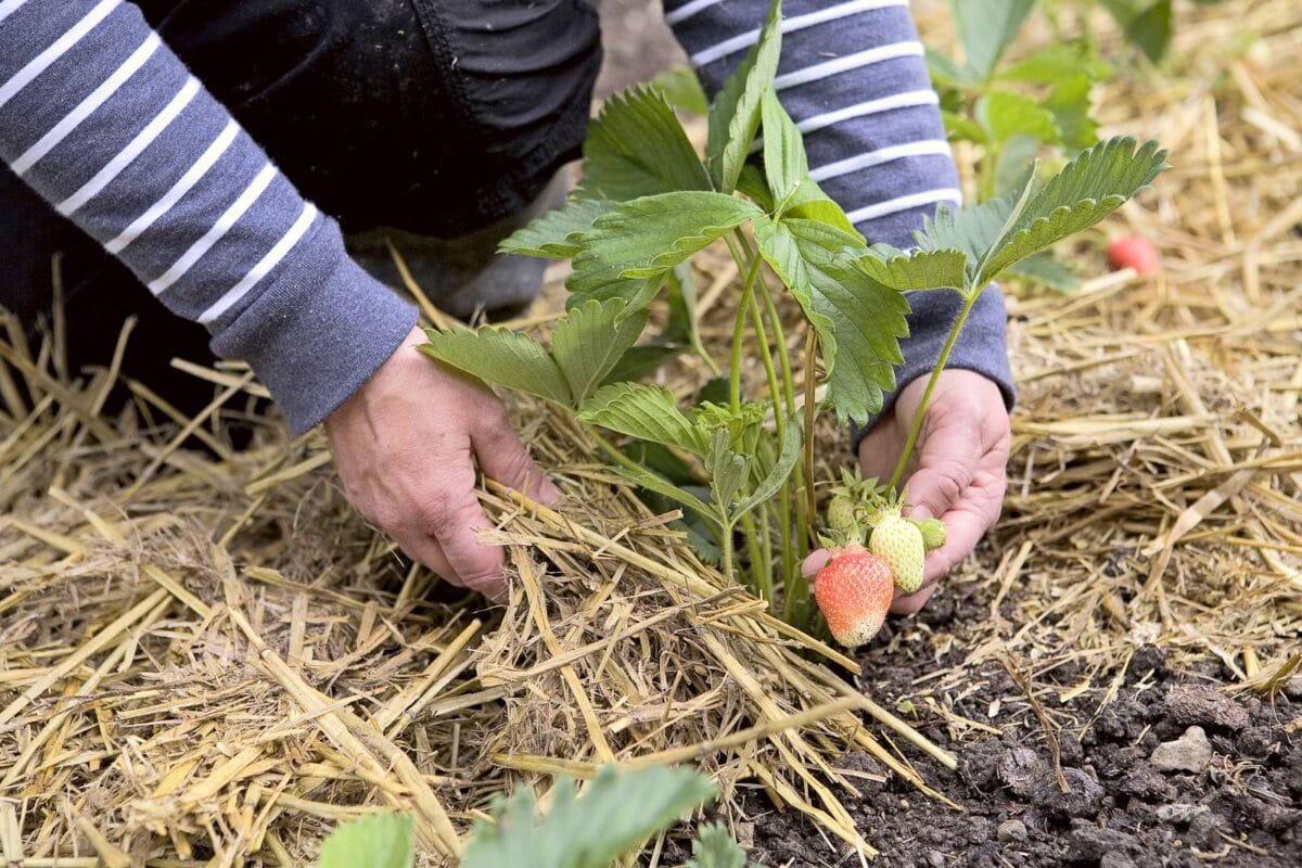 stro als mulch en materiaal voor paden