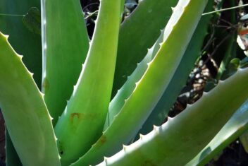 Groene plant met dikke vlezige bladeren met stekels
