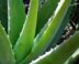 Groene plant met dikke vlezige bladeren met stekels