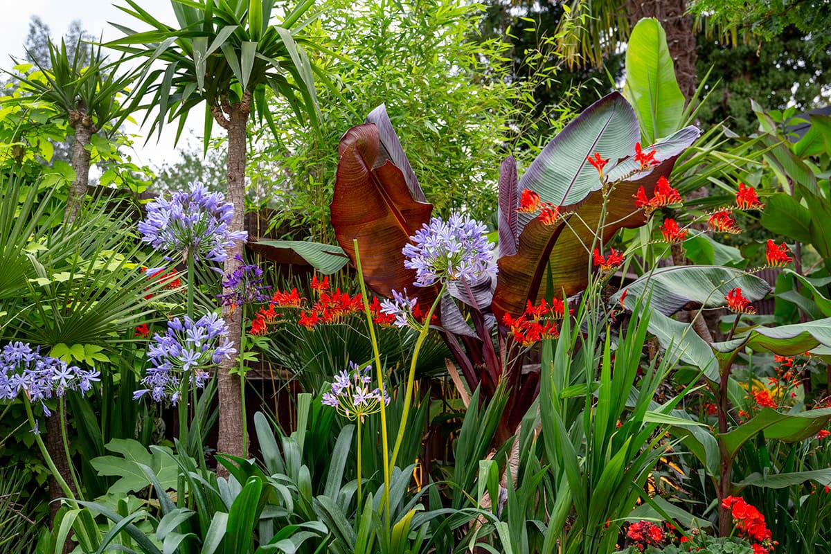 Bananenplant in border vol bloemen
