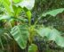 Bananenplant met groene bladeren in de tuin