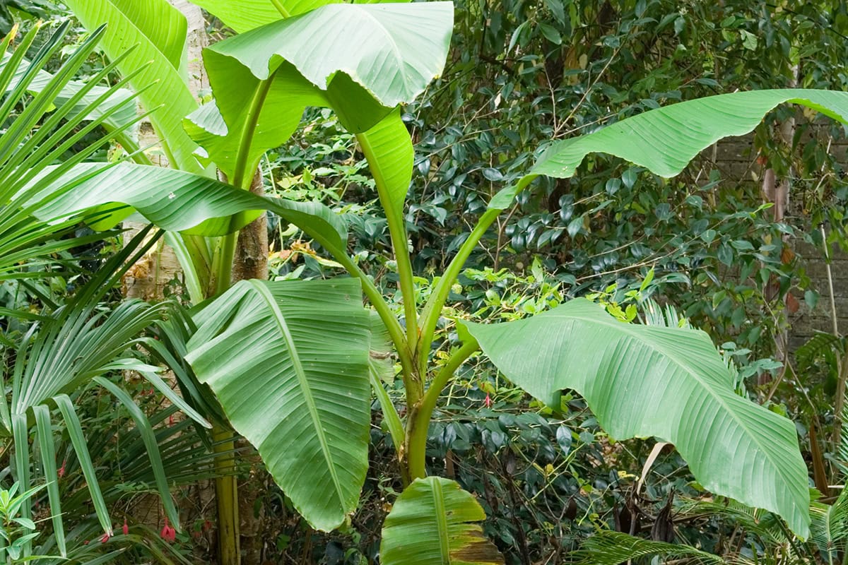 Bananenplant met groene bladeren in de tuin