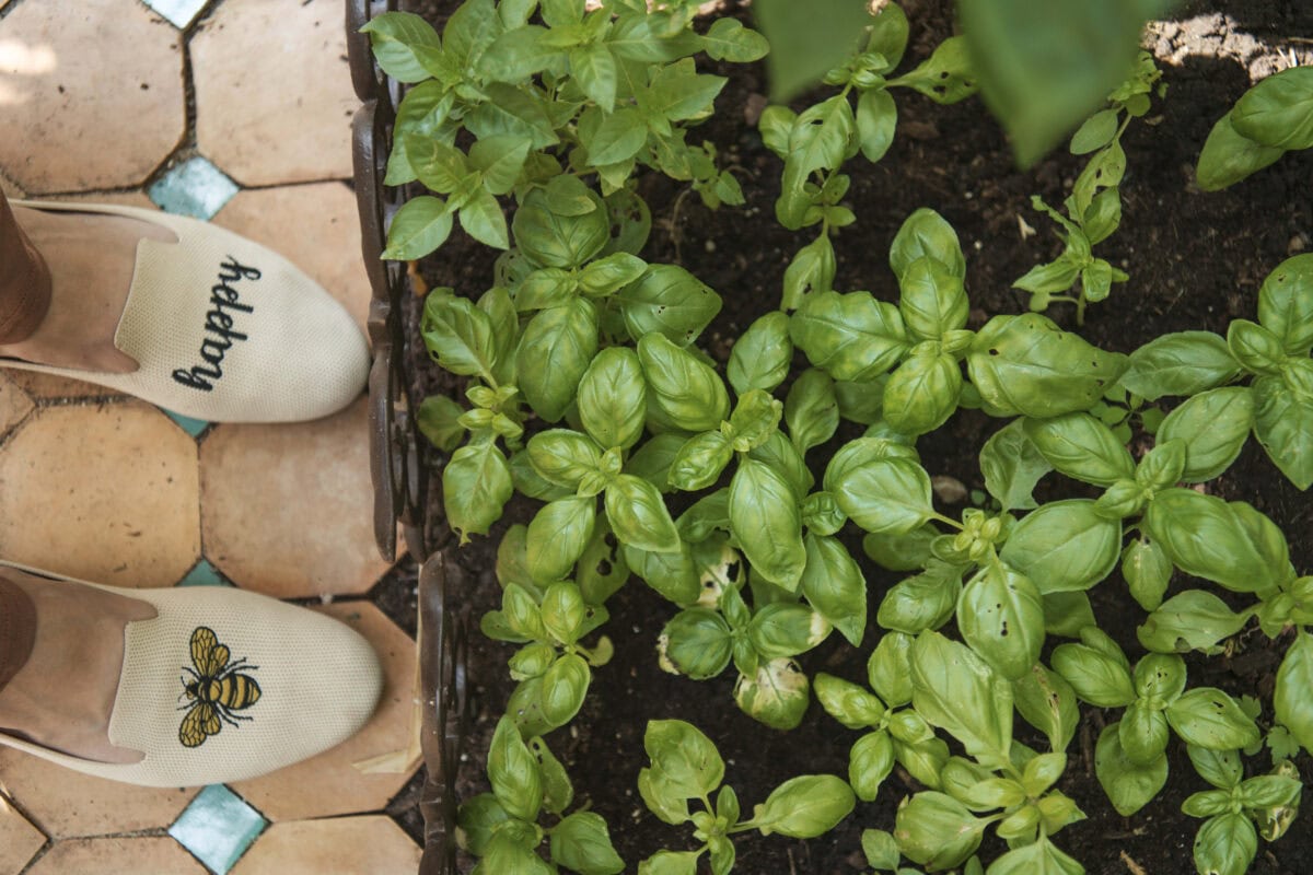 De voeten van Anne bij basilicum in de kas, in de vollegrond.