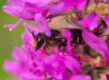 Wilde bij rust in paarse bloemen kattenstaart