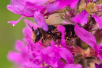 Wilde bij rust in paarse bloemen kattenstaart