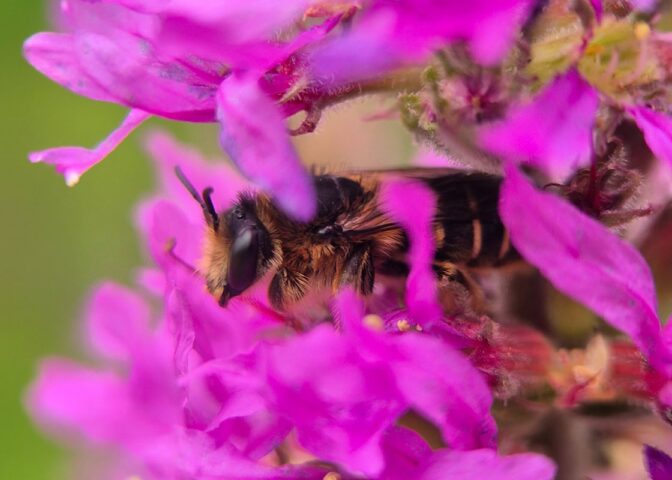 Wilde bij rust in paarse bloemen kattenstaart