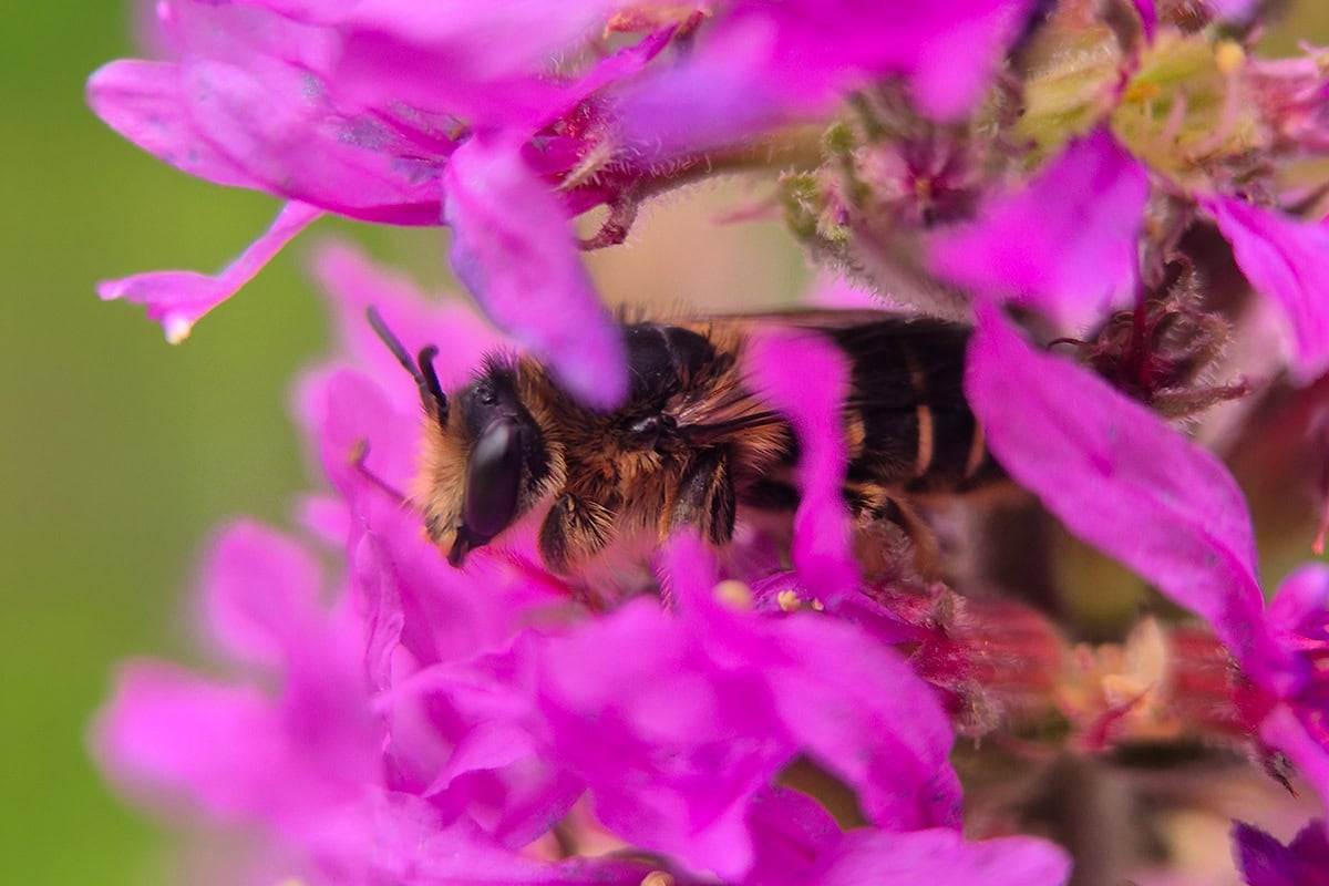 Wilde bij rust in paarse bloemen kattenstaart
