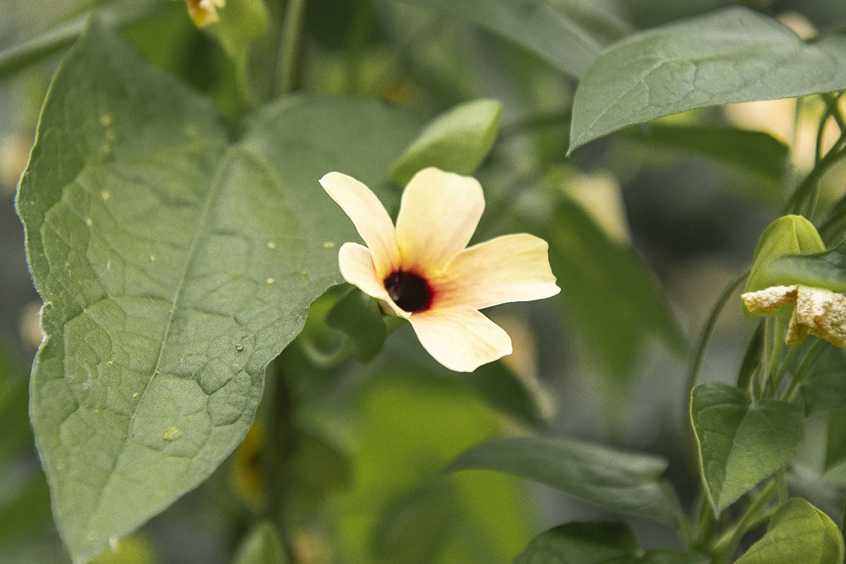 De geel-witte bloem van Suzanne-met-de-mooie-ogen, in de kas.