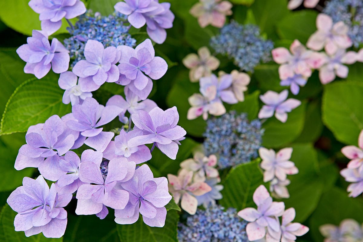 paarse, roze en blauwe bloemen aan groene struik.
