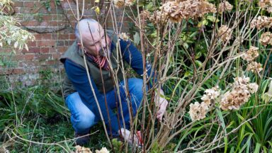 Hurkende man achter hortensia snoeit takken.