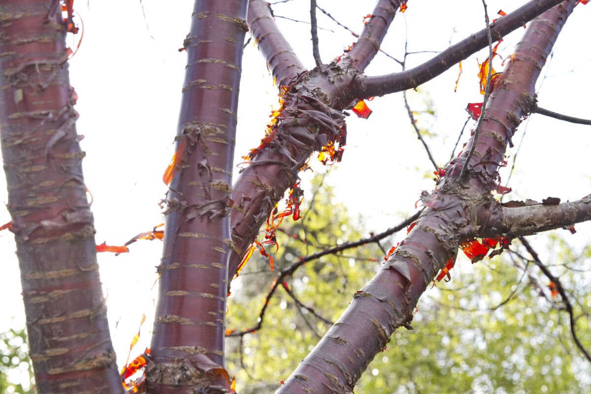 De bast van een boom: Prunus serrula
