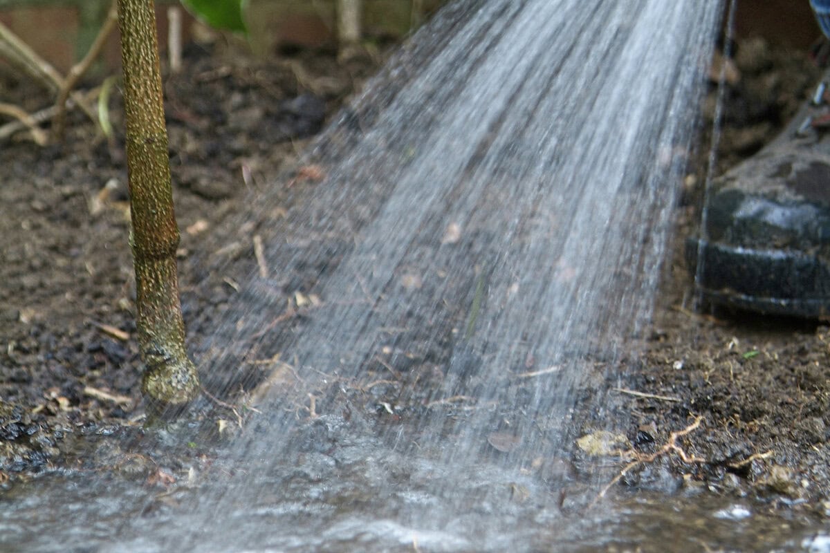 Iemand geeft een boom water bij de wortels.