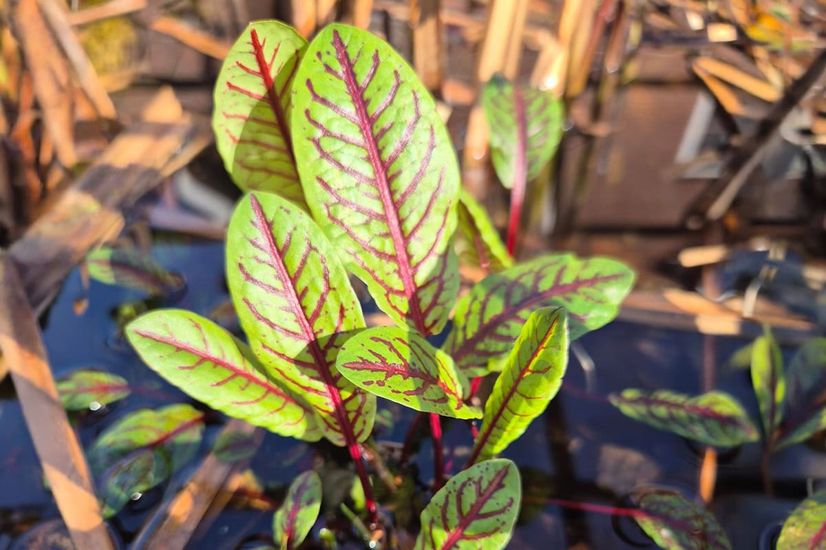 Groene bladeren met rode nerven in de vijver