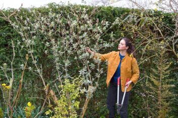 Vrouw bekijkt vlinderstruik met takkenschaar in hand.