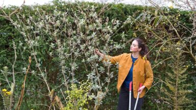 Vrouw bekijkt vlinderstruik met takkenschaar in hand.