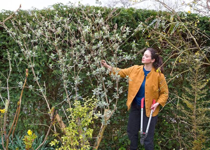 Vrouw bekijkt vlinderstruik met takkenschaar in hand.