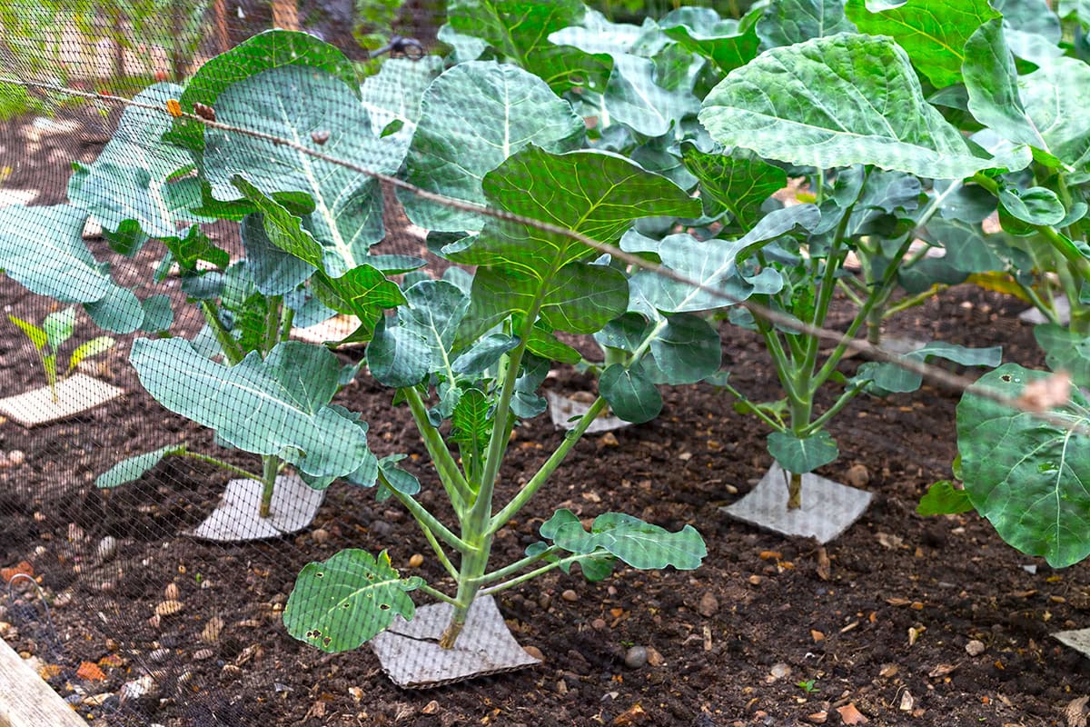 Kartonnen bordjes om stengel van koolplant.
