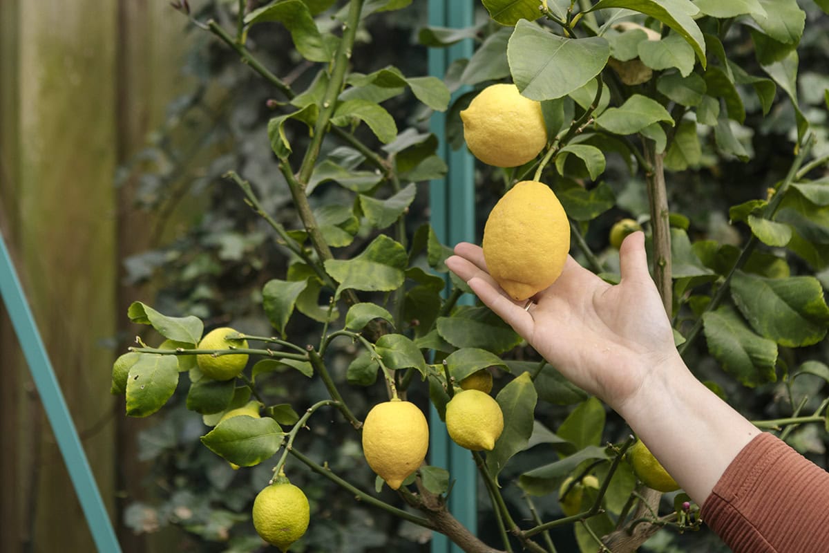 Een hand houdt een citroen van de citroenboom vast.