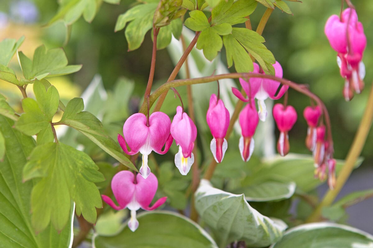De roze bloemen van de plant 'gebroken hartje'