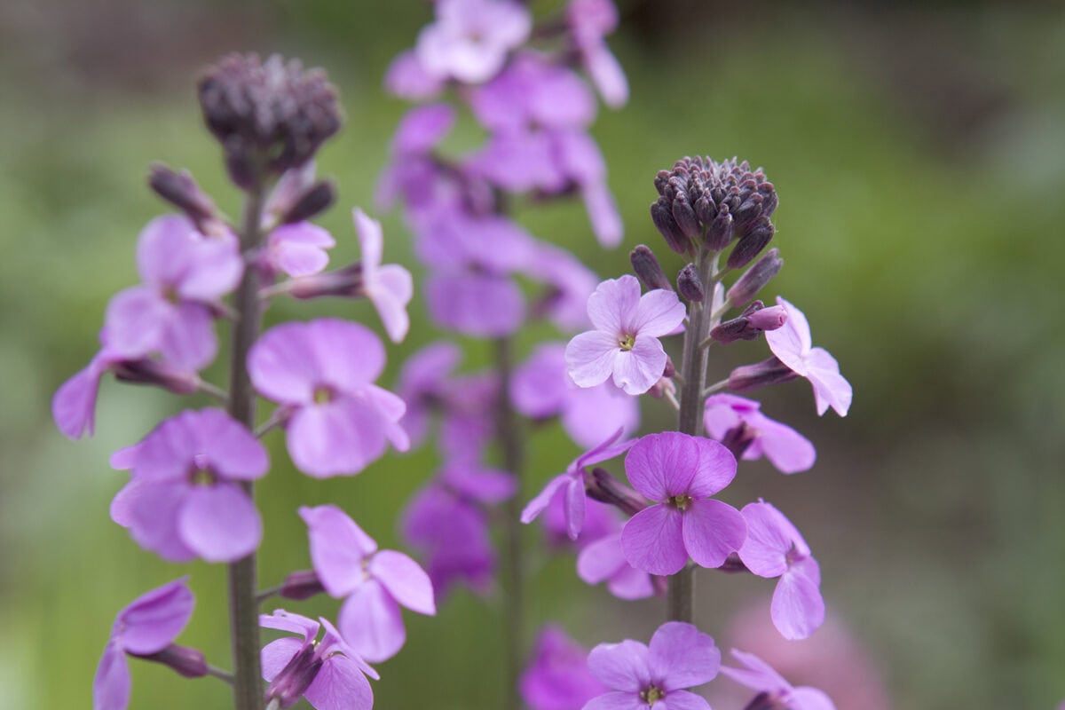 Paarse bloemen van de steenraket.