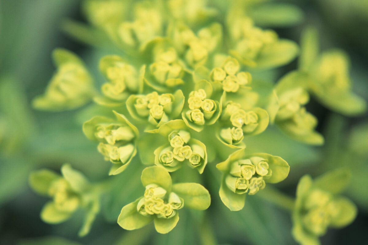 De geelgroene bloemen van wolksmelk.