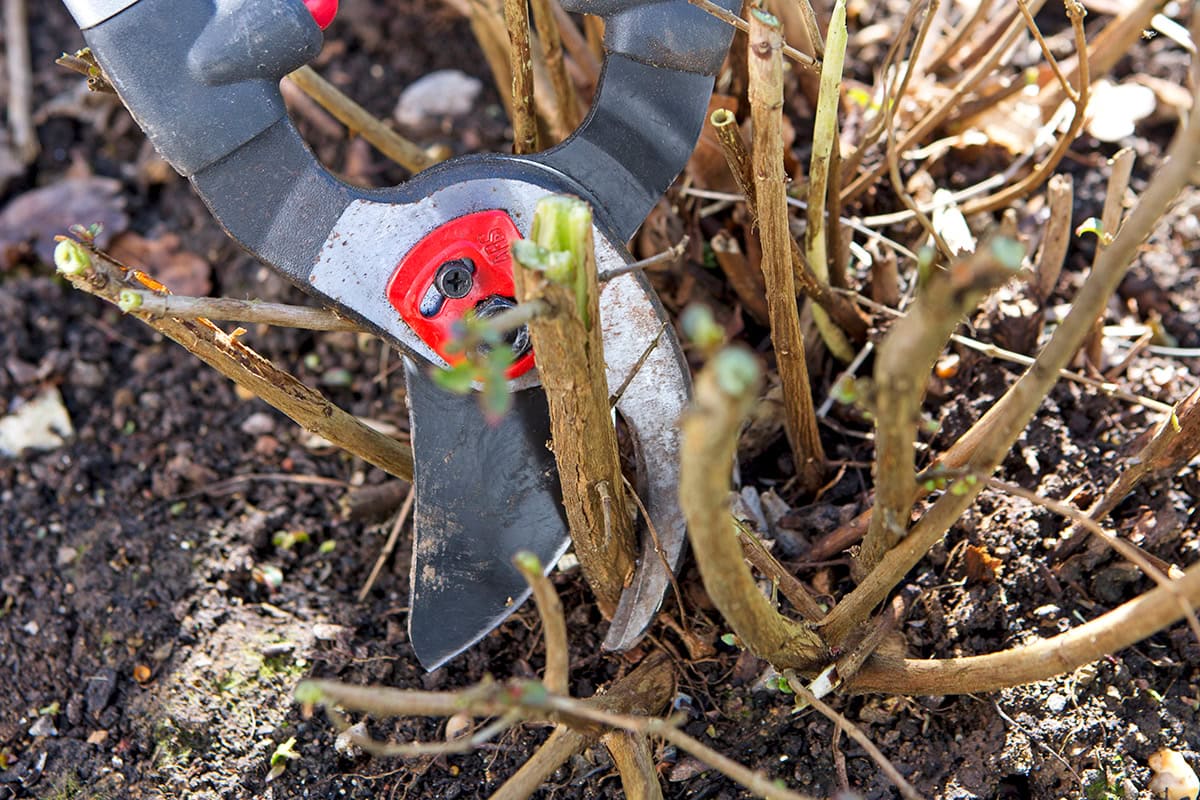Takkenschaar knipt in dikke beschadigde tak