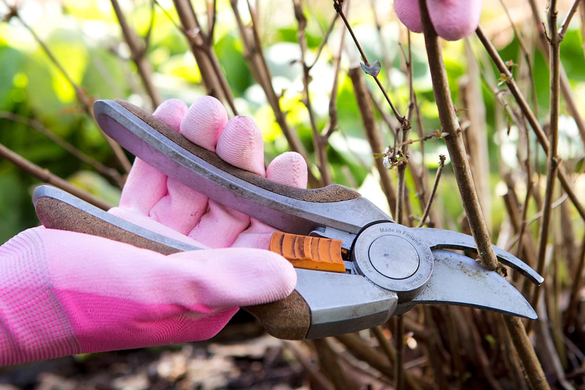 Snoeischaar knipt dikke stengels fuchsia weg