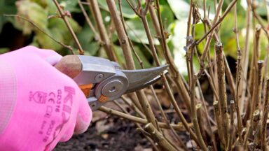 Snoeischaar knipt stengel van plant boven knop