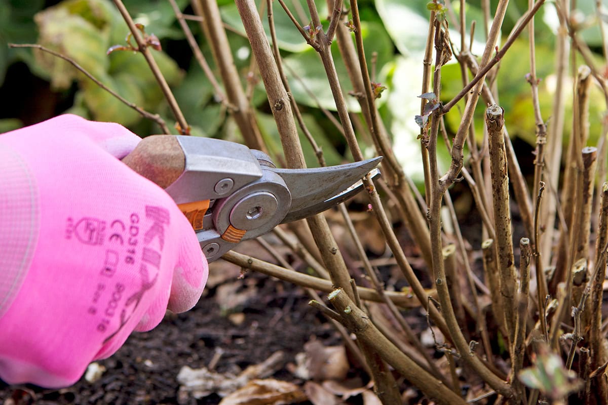 Snoeischaar knipt stengel van plant boven knop