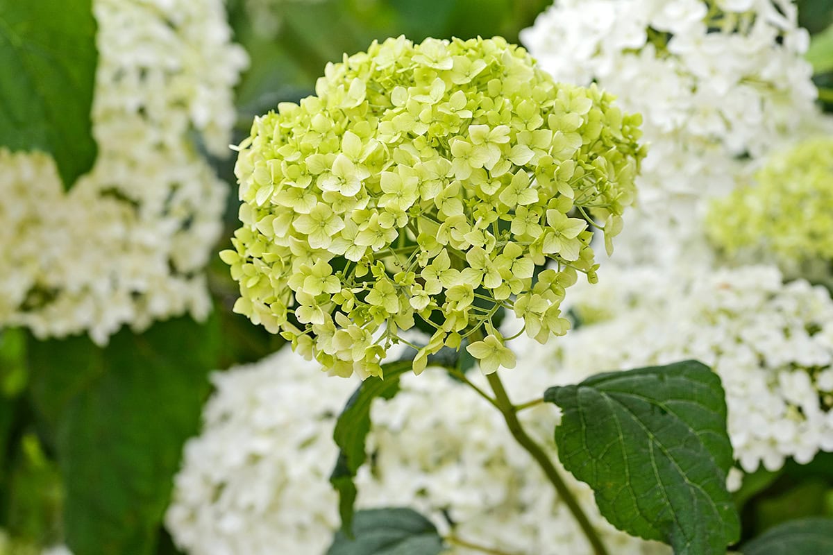 Grote groenwitte bloem aan lange stengel.