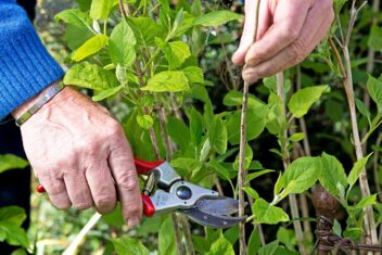 Man snoeit met snoeischaar stengel van hortensia