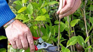 Man snoeit met snoeischaar stengel van hortensia