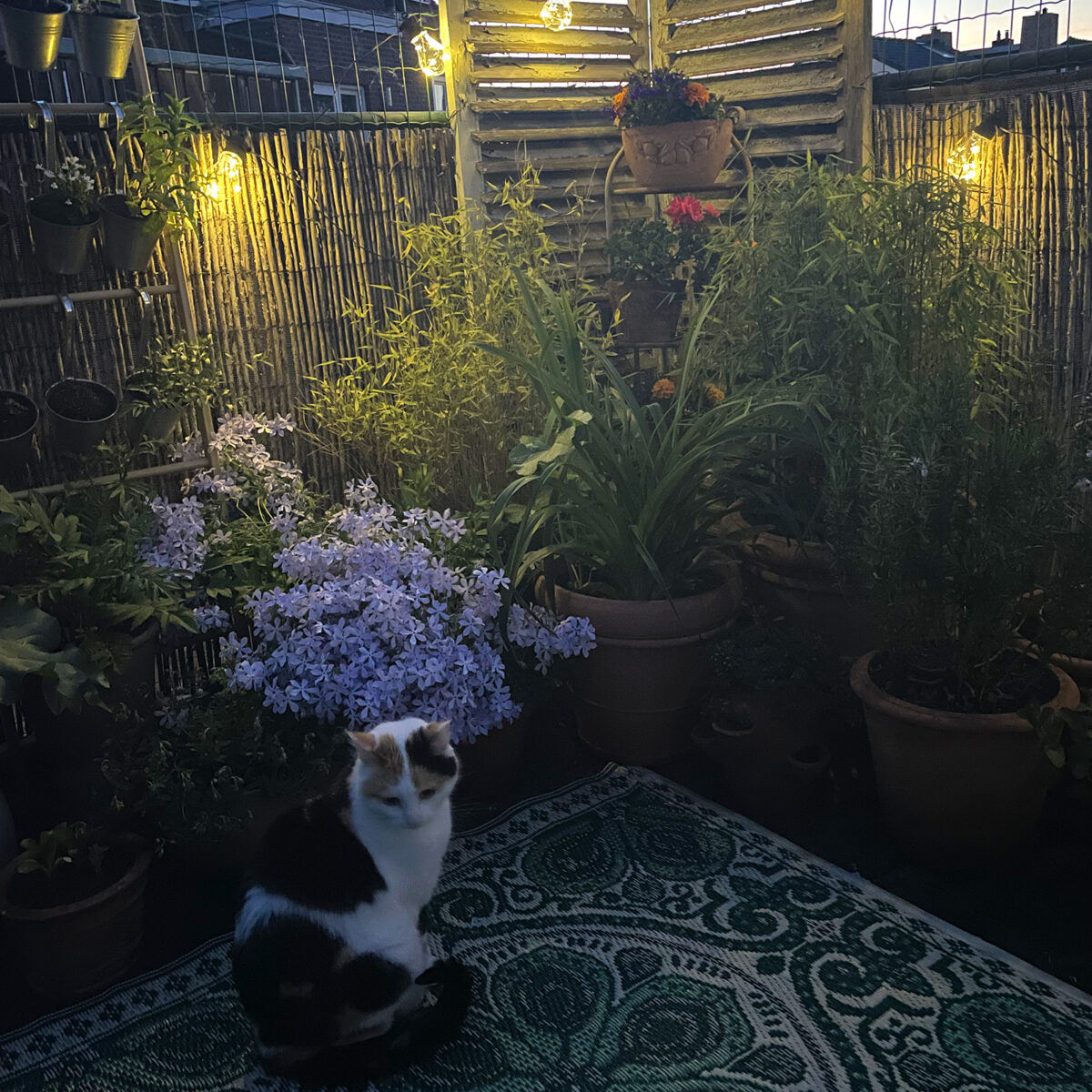 Een sfeervol dakterras in avondlicht, met een kat op de voorgrond.