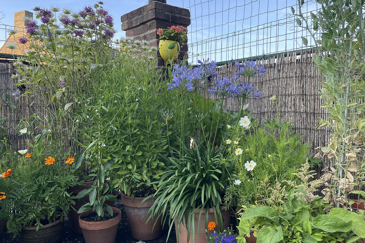 Verschillende planten met bloemen en groen blad op het dakterras.
