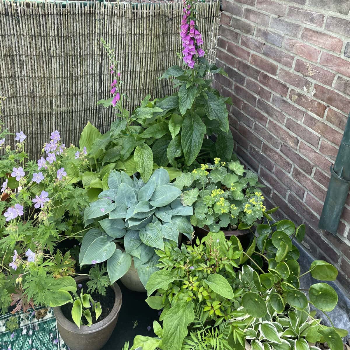 Schaduwplanten in een hoekje op het dakterras.