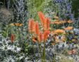 Oranje bloemen van de Kniphofia in een sierborder met paars en witte bloemen.