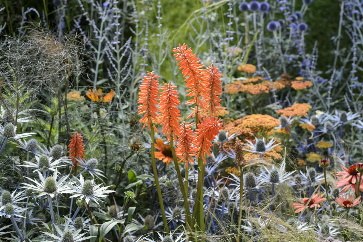 Oranje bloemen van de Kniphofia in een sierborder met paars en witte bloemen.