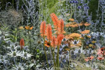 Oranje bloemen van de Kniphofia in een sierborder met paars en witte bloemen.