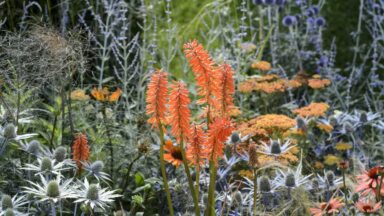 Oranje bloemen van de Kniphofia in een sierborder met paars en witte bloemen.