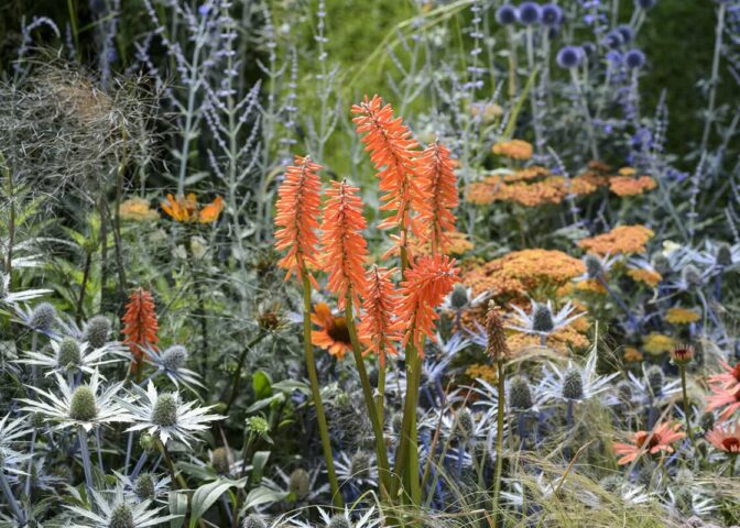 Oranje bloemen van de Kniphofia in een sierborder met paars en witte bloemen.