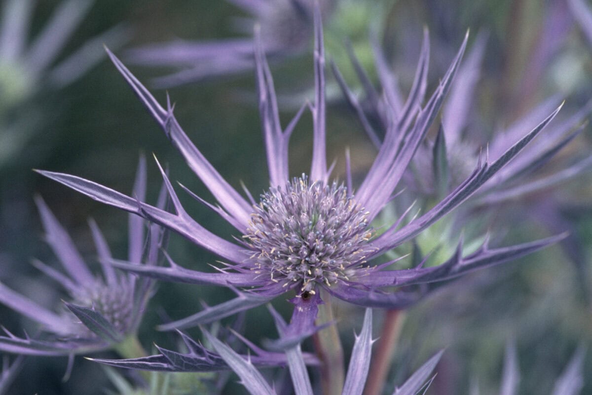 Paarse, stekelige bloemen van de kruisdistel